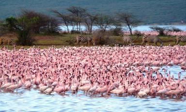 Large    lake bogoria flamingo and zebras