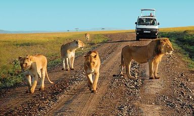 Large    game drive at tsavo east national park