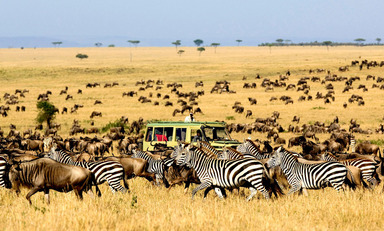 Large kluchit serengeti national park featured image 