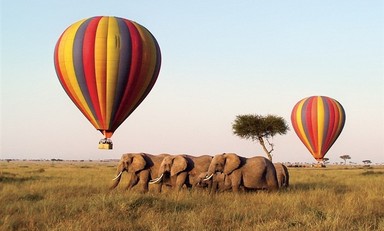 Large serengeti  small