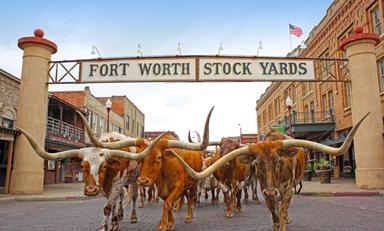 Large fort worth stockyards