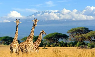 Large    kilimanjaro 710x473 tcm8 9433