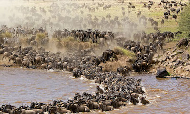 Large maasai mara small